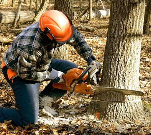Tree Removal in Milton, KS